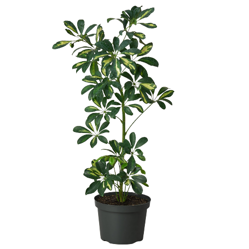 Schefflera Arboricola Variegated 'Umbrella'