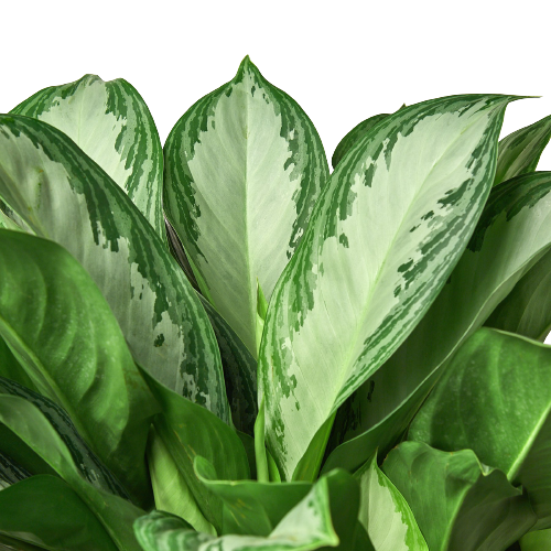 Chinese Evergreen 'Silver Bay' - 10" Pot