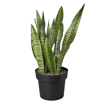 Snake Plant Zeylanica