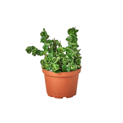 Hoya Rope | Hindu Rope Plant