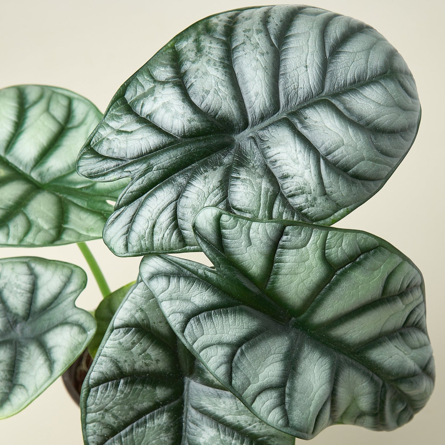 Alocasia Silver Dragon