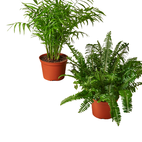 2 Count - 6" Pet-Friendly Plants Premium Subscription box
