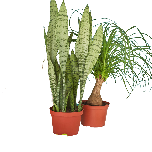 2 Count - 6" Indoor Plants Premium Subscription box
