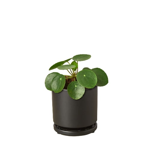 Chinese Money Plant