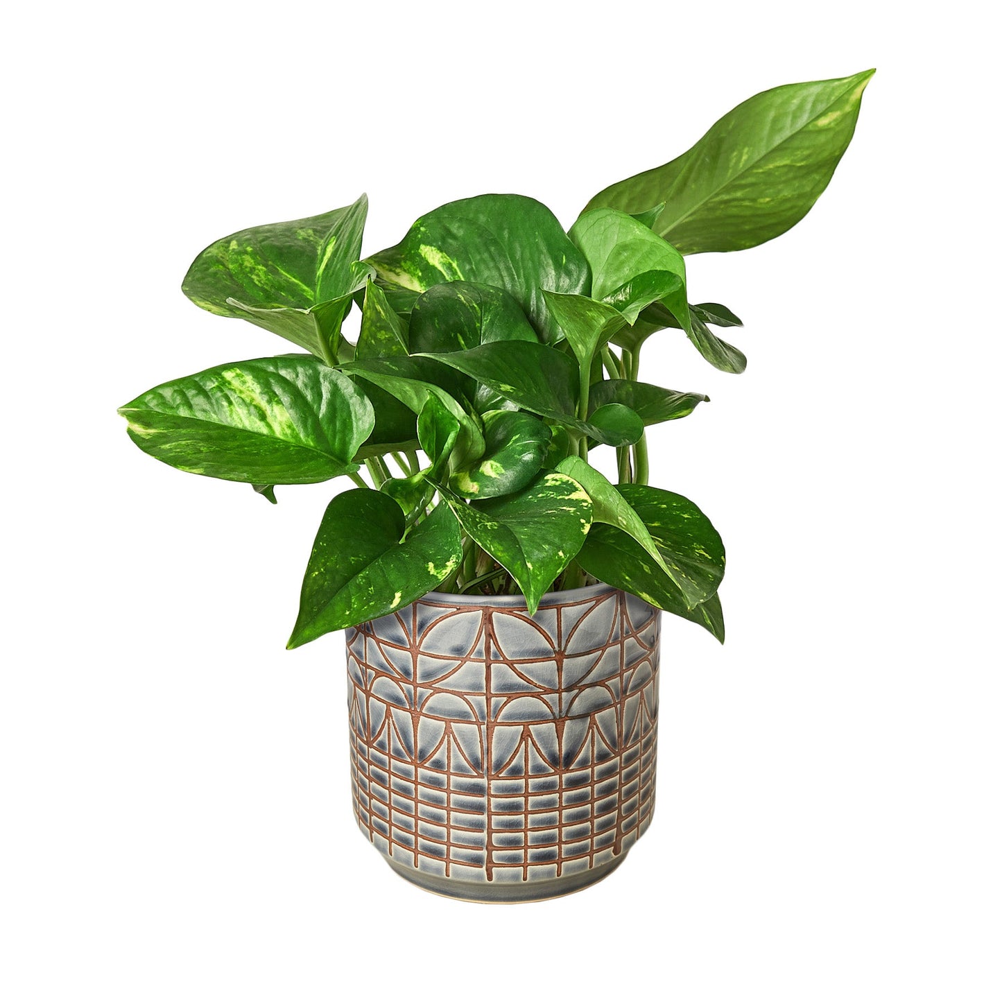 Pothos 'Golden'