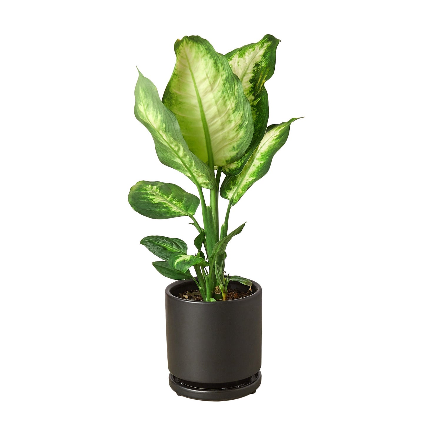 Dieffenbachia Camille