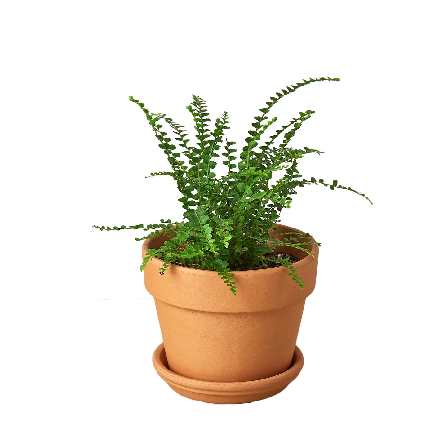 Fern 'Lemon Button'