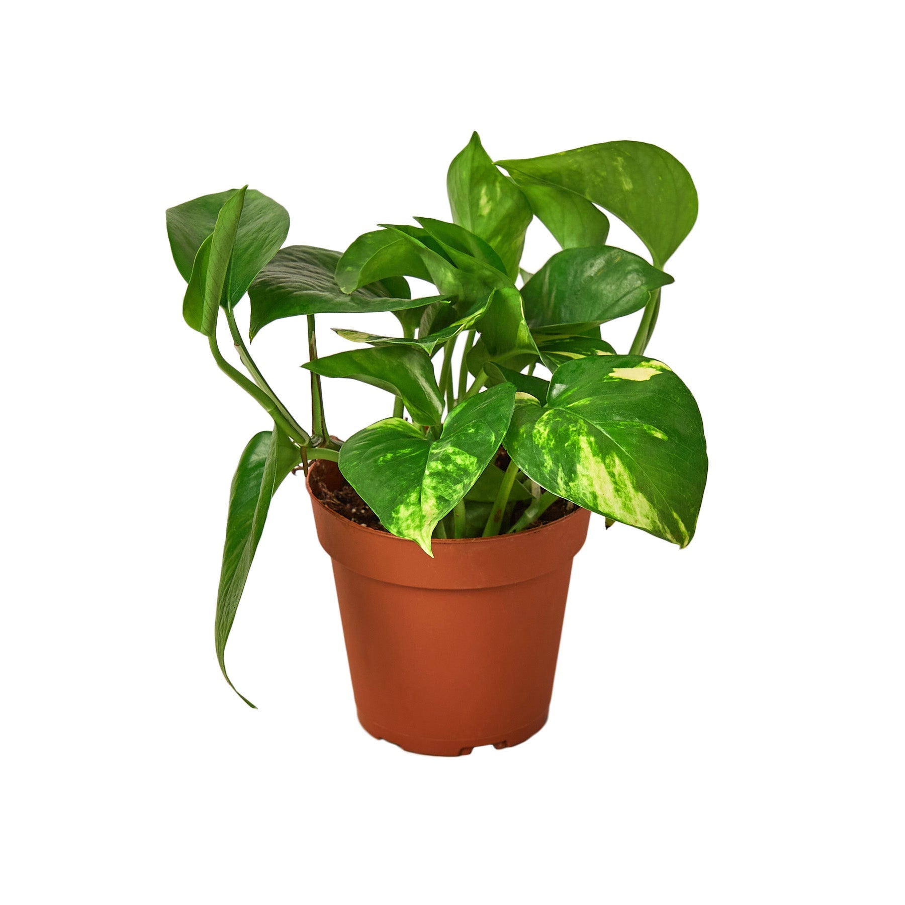 golden pothos house plants Pothos 'Golden' – A Botanical Blessing