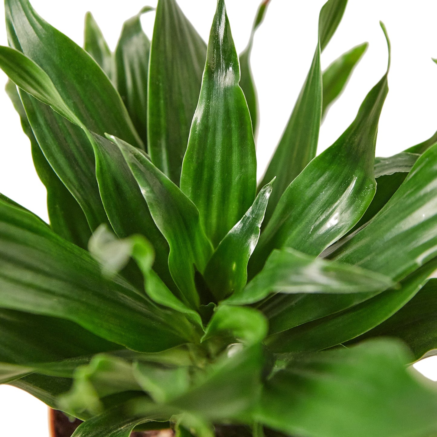 Dracaena 'Janet Craig'