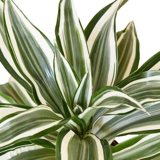 Dracaena 'Warneckii White Jewel'