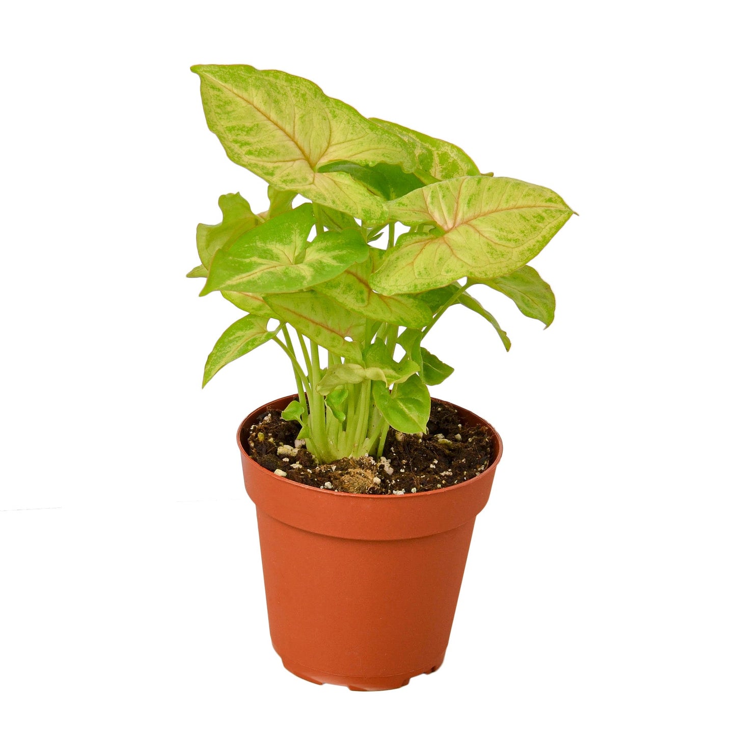 2 Syngonium Variety - 4" Pot