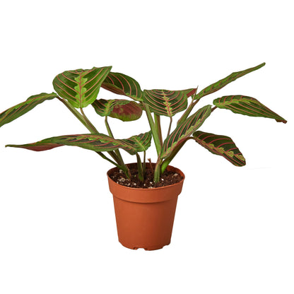 Red Maranta | Red Prayer Plant