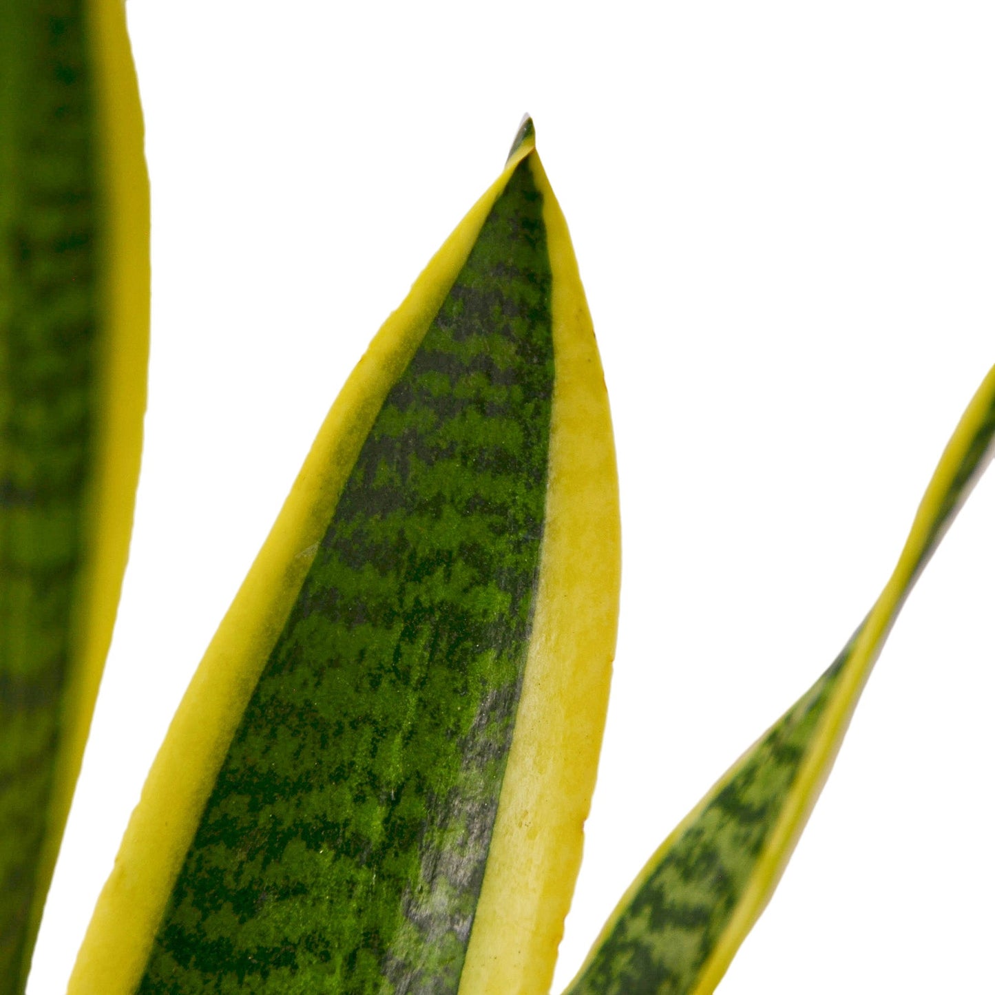 Snake Plant Laurentii