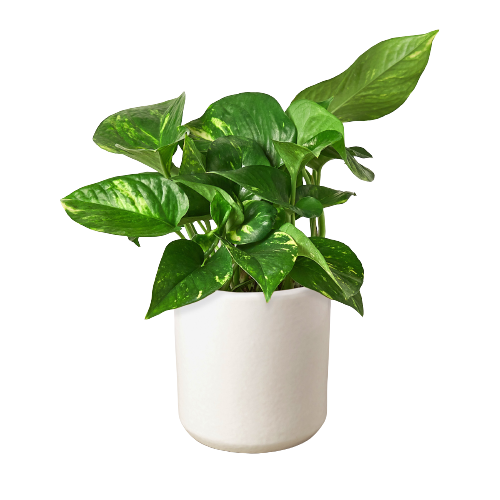 Pothos 'Golden'