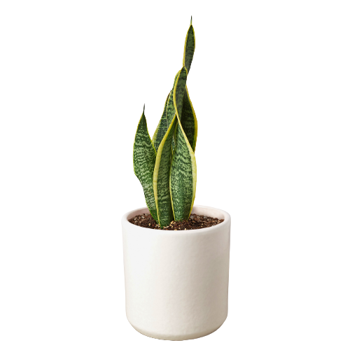 Snake Plant Laurentii