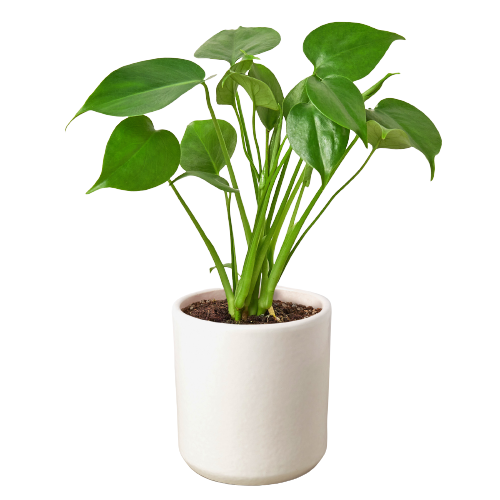 Split-Leaf Monstera