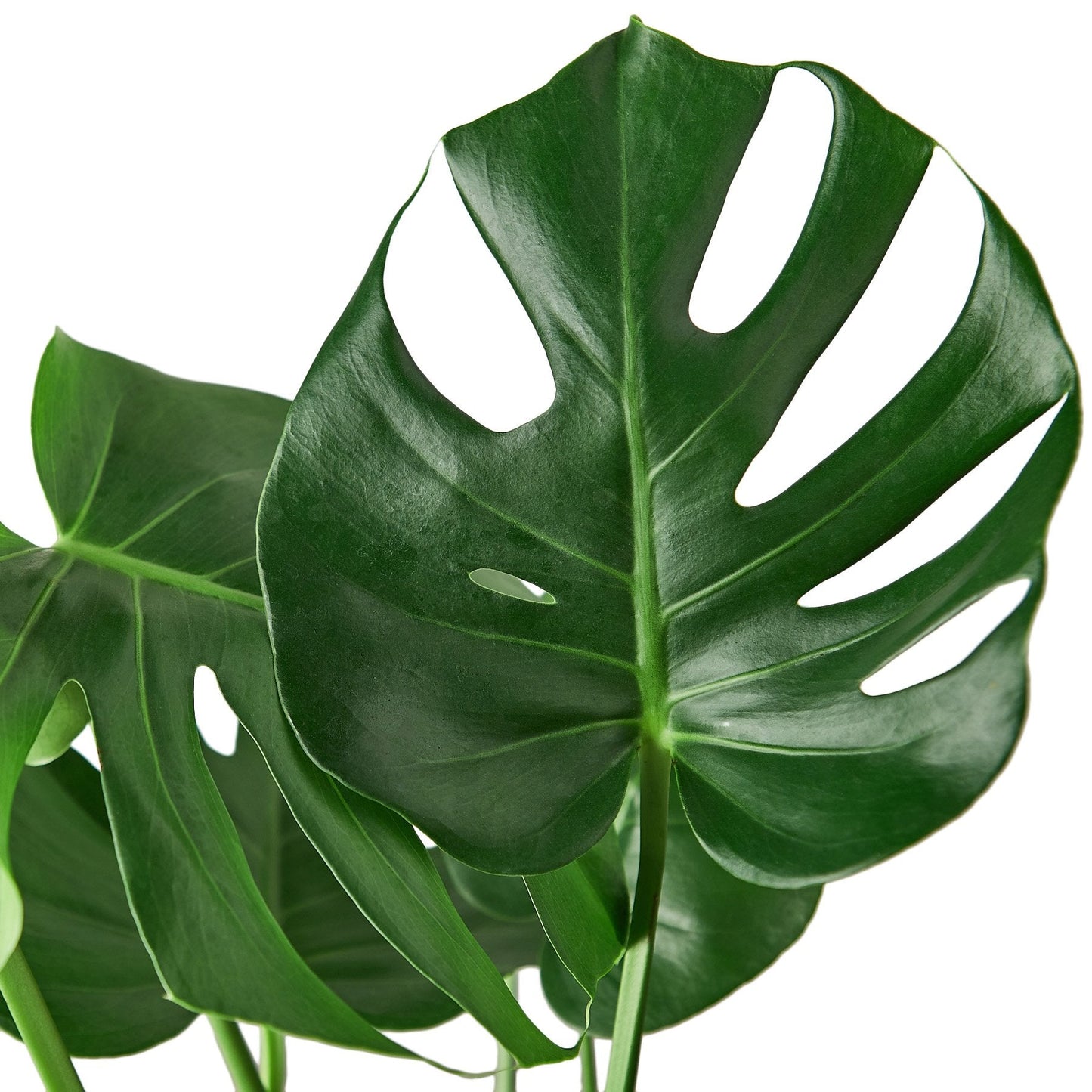 Split-Leaf Monstera