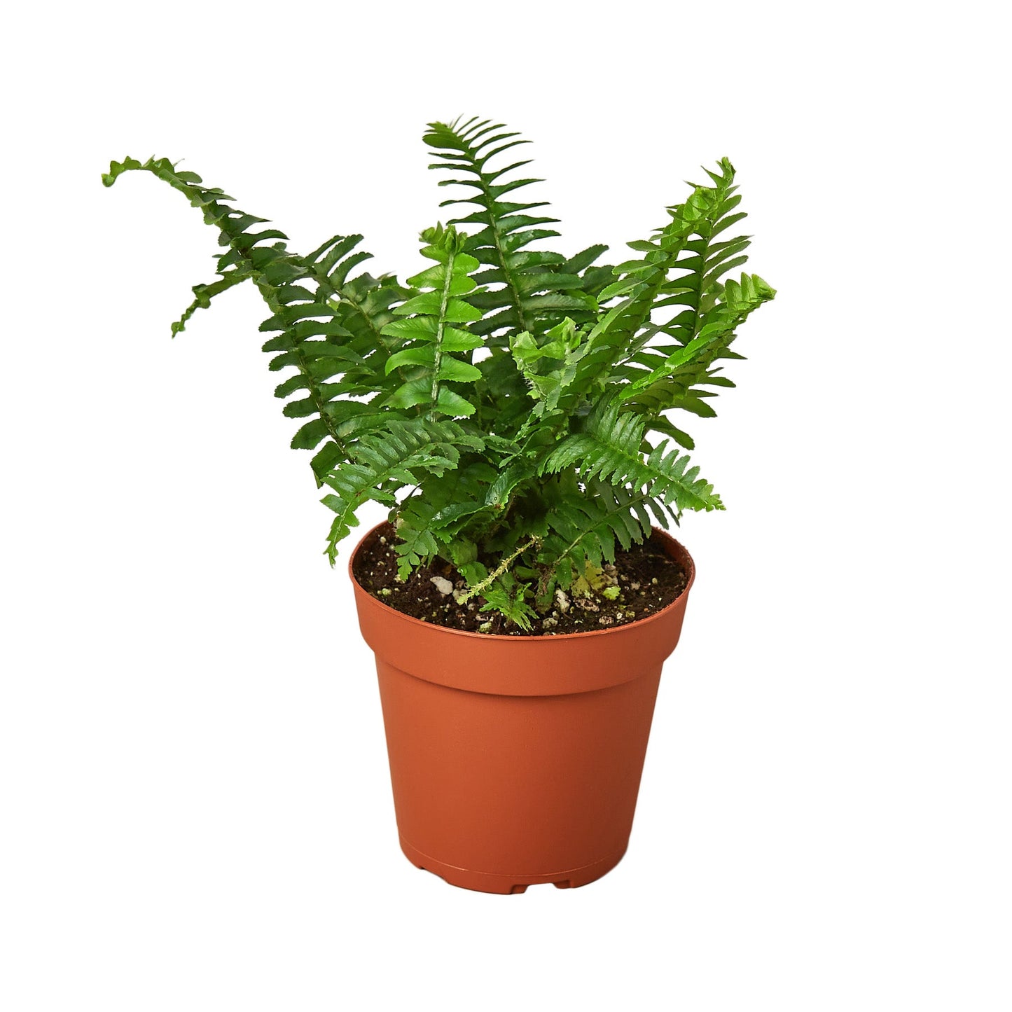 Fern Variety Pack - 4" Pot