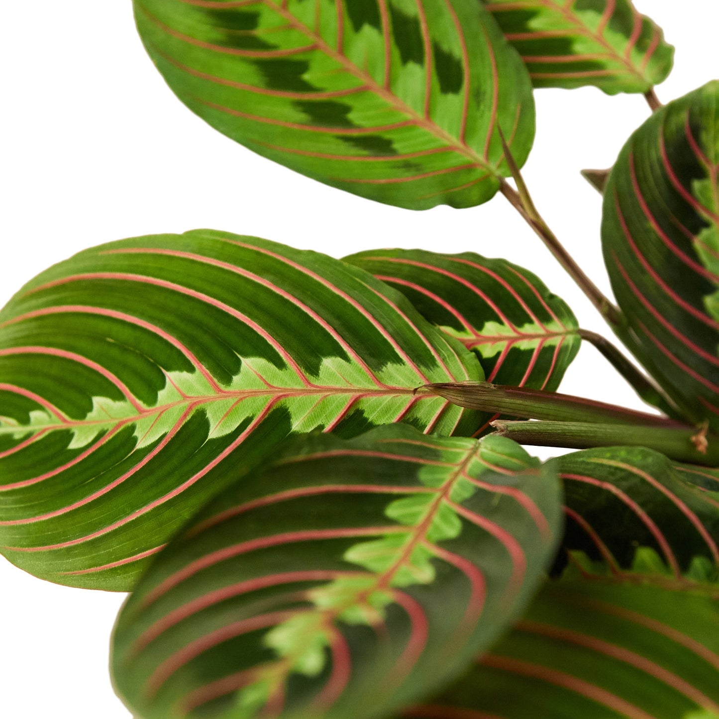 Red Maranta | Red Prayer Plant