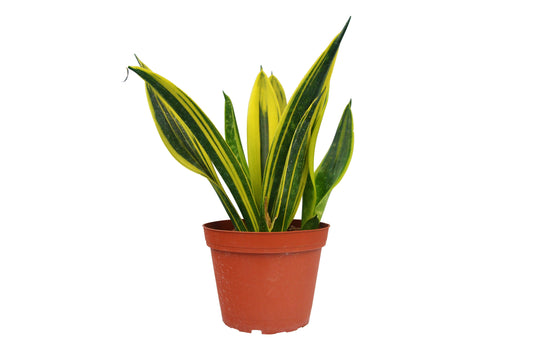 Gold Flame Snake Plant