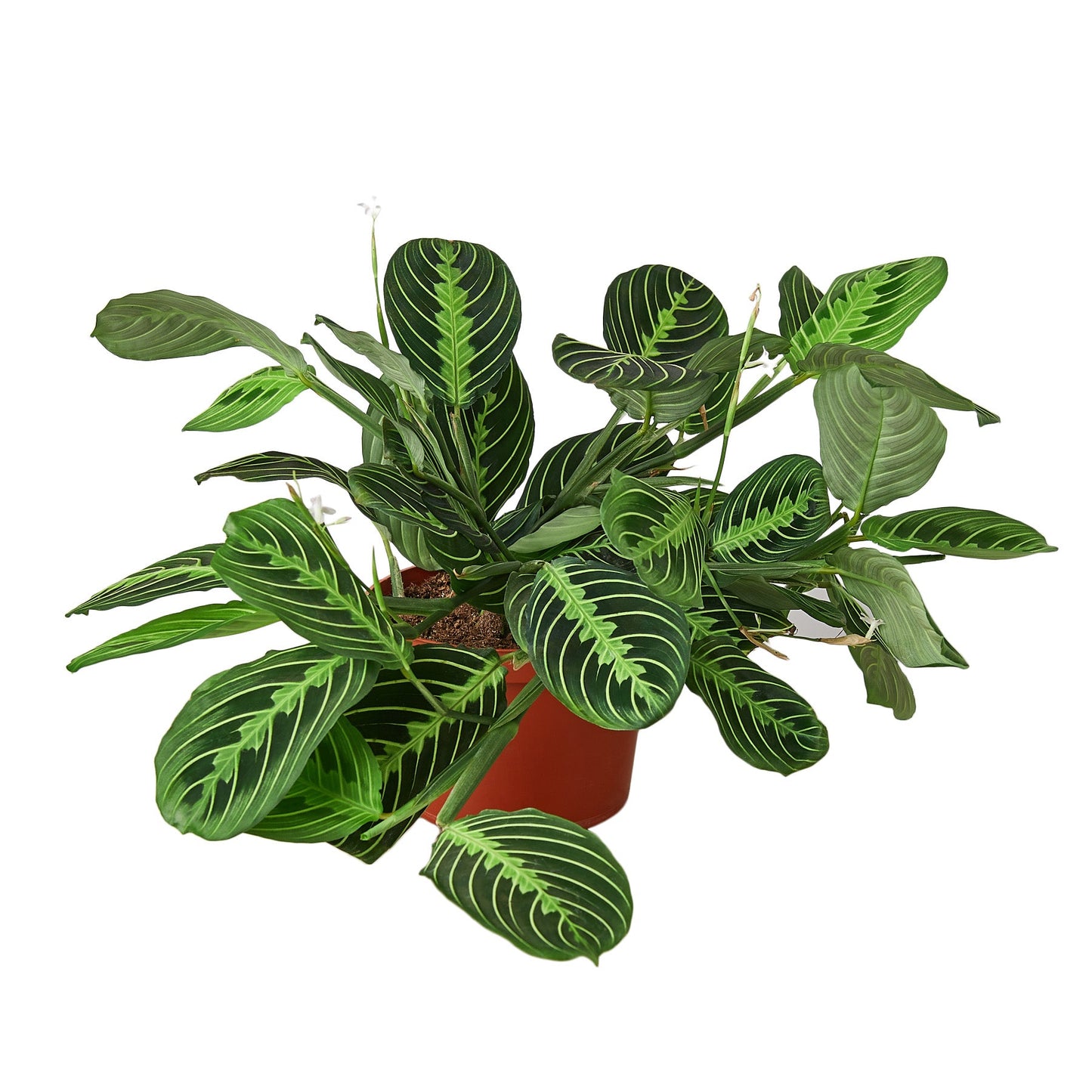 Lemon Lime Maranta | Prayer Plant