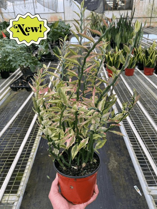 Variegated Devil's Backbone Euphorbia